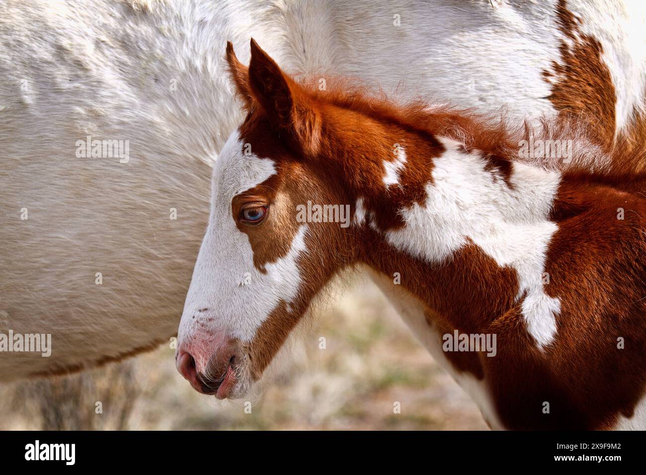 Die Wildpferdeherde des Onaqui Mountain hat eine leichte bis mittelschwere Struktur und ist in Farben wie Sauerampfer, roan, Buchleder, Schwarz, Palomino, und grau. Stockfoto