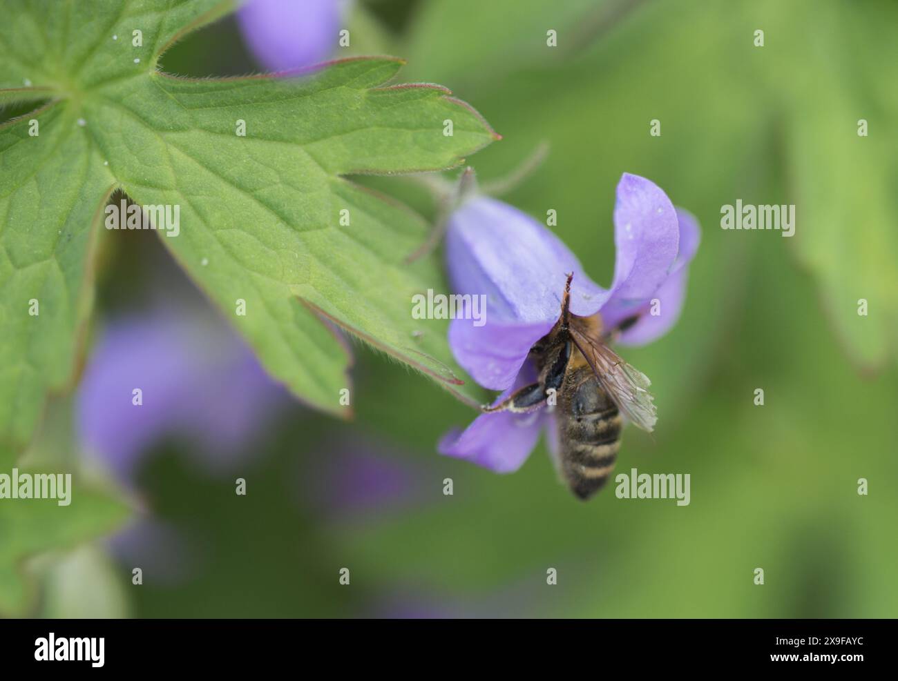 Biene sammelt Nektar von iside a salvia pratensis Blume (wiesenkelblume oder Wiesensalbei), Nahaufnahme Stockfoto