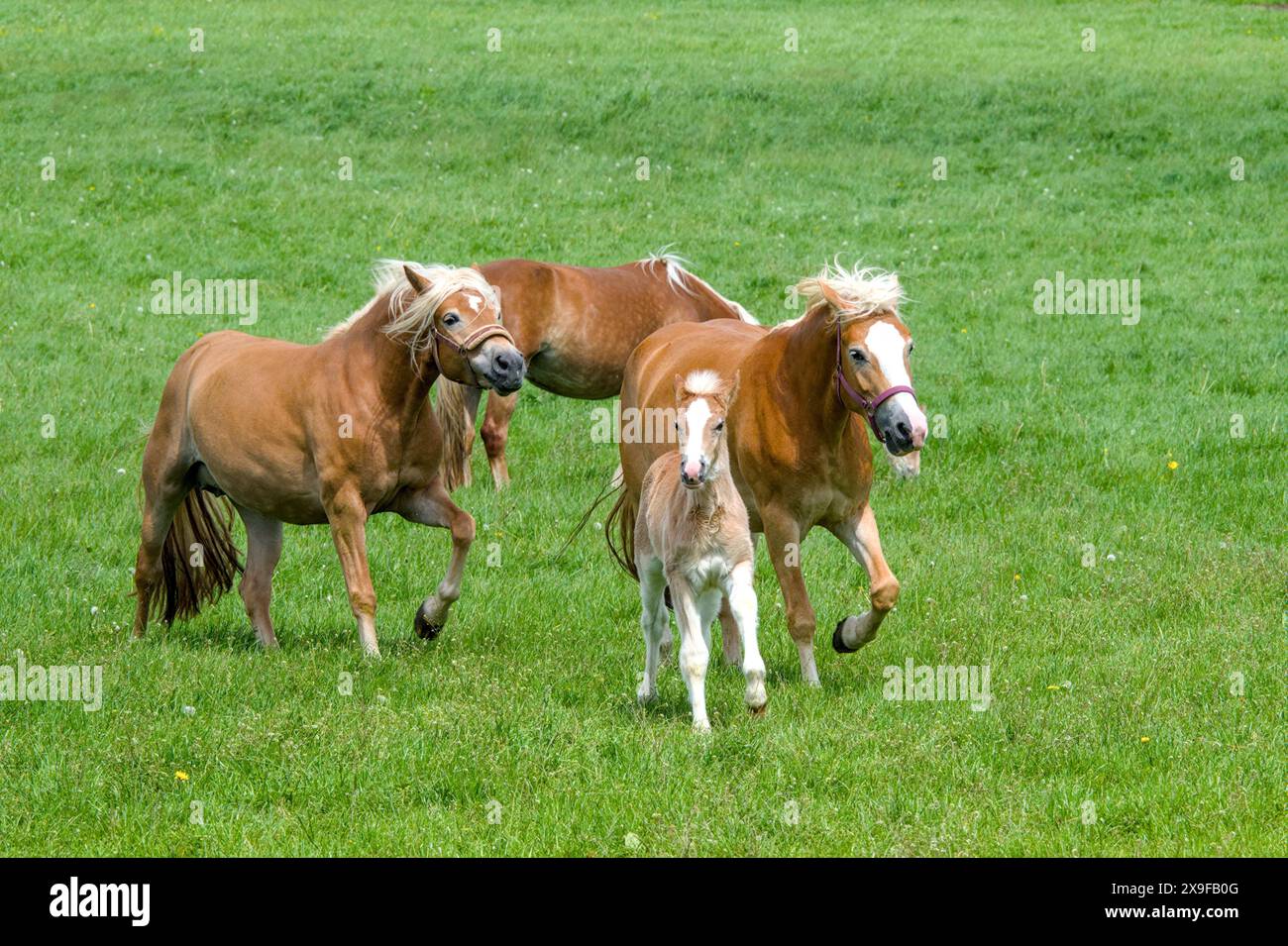 Eine Herde wunderschöner Haflinger-Pferde, Stuten mit ihren süßen Fohlen Stockfoto