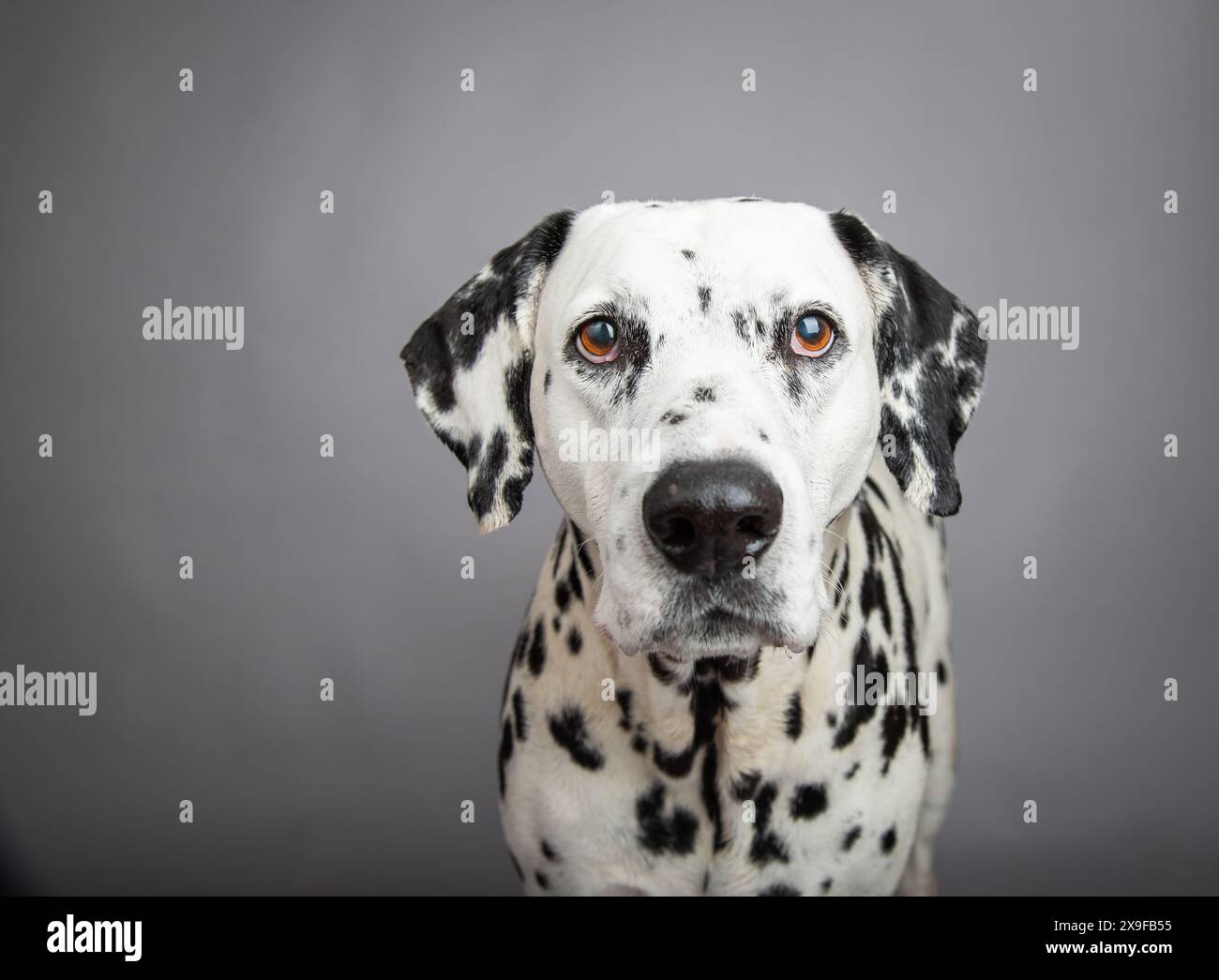 Porträt eines dalmatinischen Hundes, der vor grauem Hintergrund sitzt Stockfoto