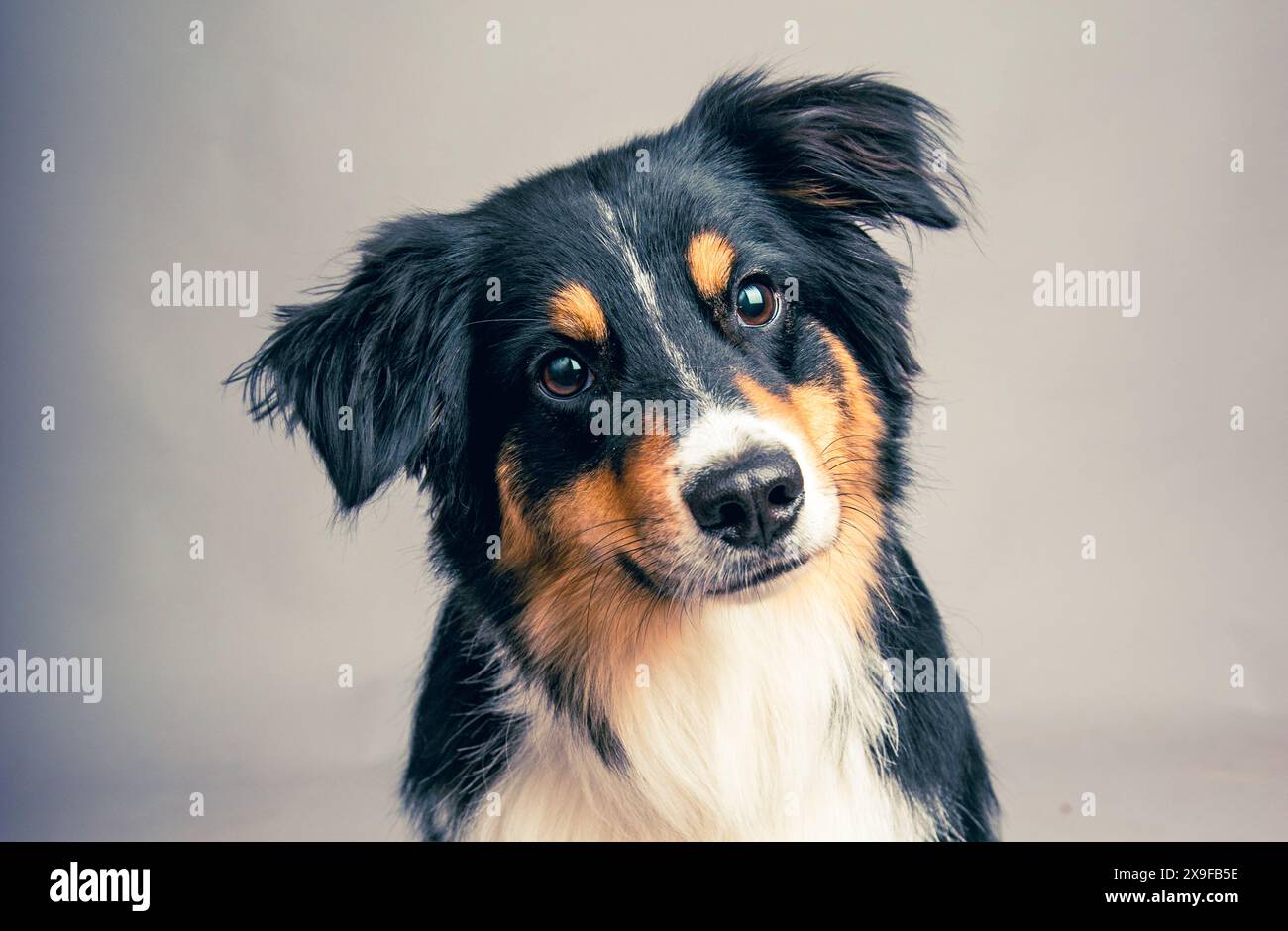 Porträt eines dreifarbigen Australiers, der vor grauem Hintergrund sitzt Stockfoto
