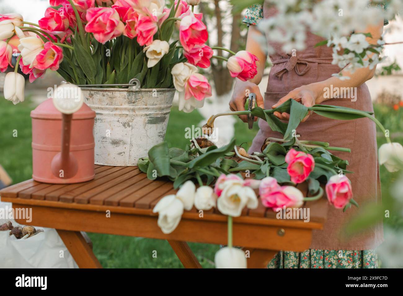 Nahaufnahme einer Frau, die am Gartentisch steht und im Herbst Blumenzwiebeln von blühenden Tulpenpflanzen schneidet Stockfoto