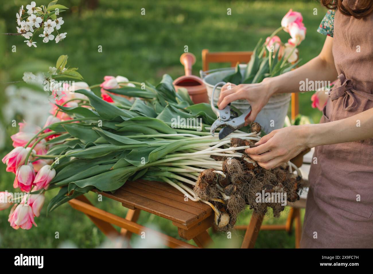 Nahaufnahme einer Frau, die am Gartentisch steht und im Herbst Blumenzwiebeln von blühenden Tulpenpflanzen schneidet Stockfoto