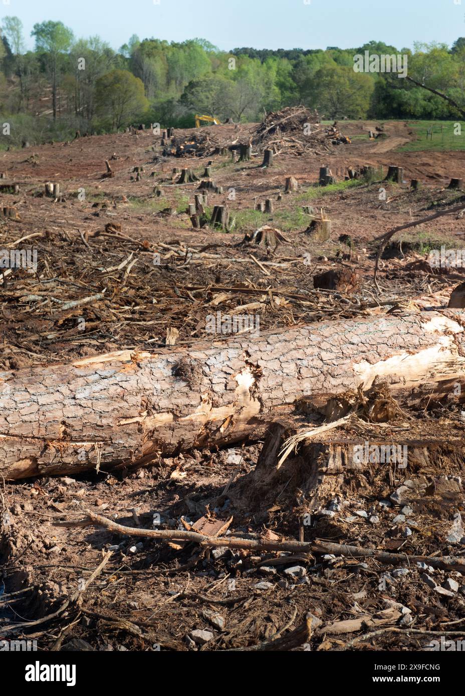 Nahaufnahme eines Waldes und Baumstümpfe, die durch Entwaldung hinterlassen wurden, Monroe, Walton County, Georgia, USA Stockfoto
