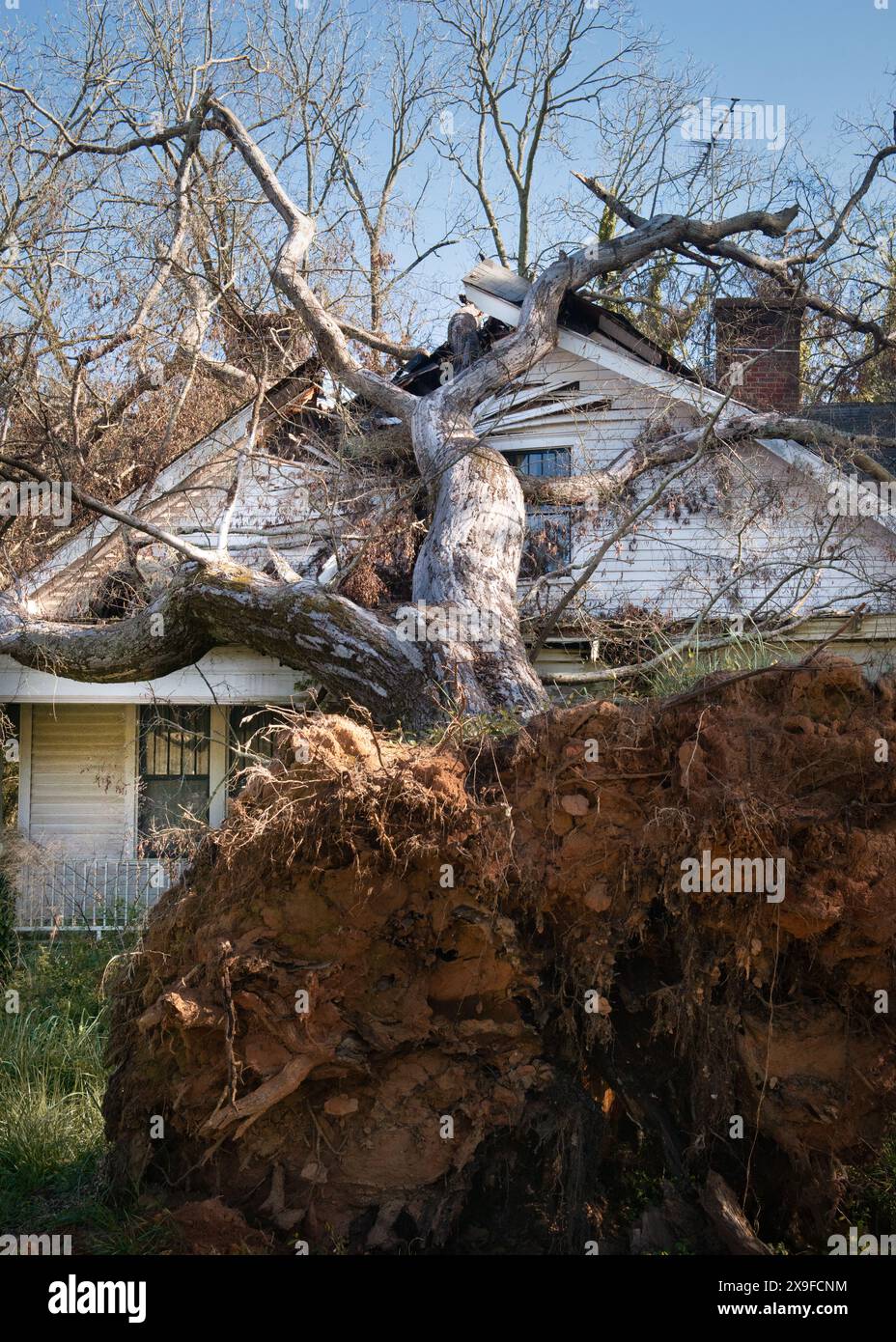 Nahaufnahme eines entwurzelten Baumes, der auf das Dach eines Hauses gefallen ist, USA Stockfoto