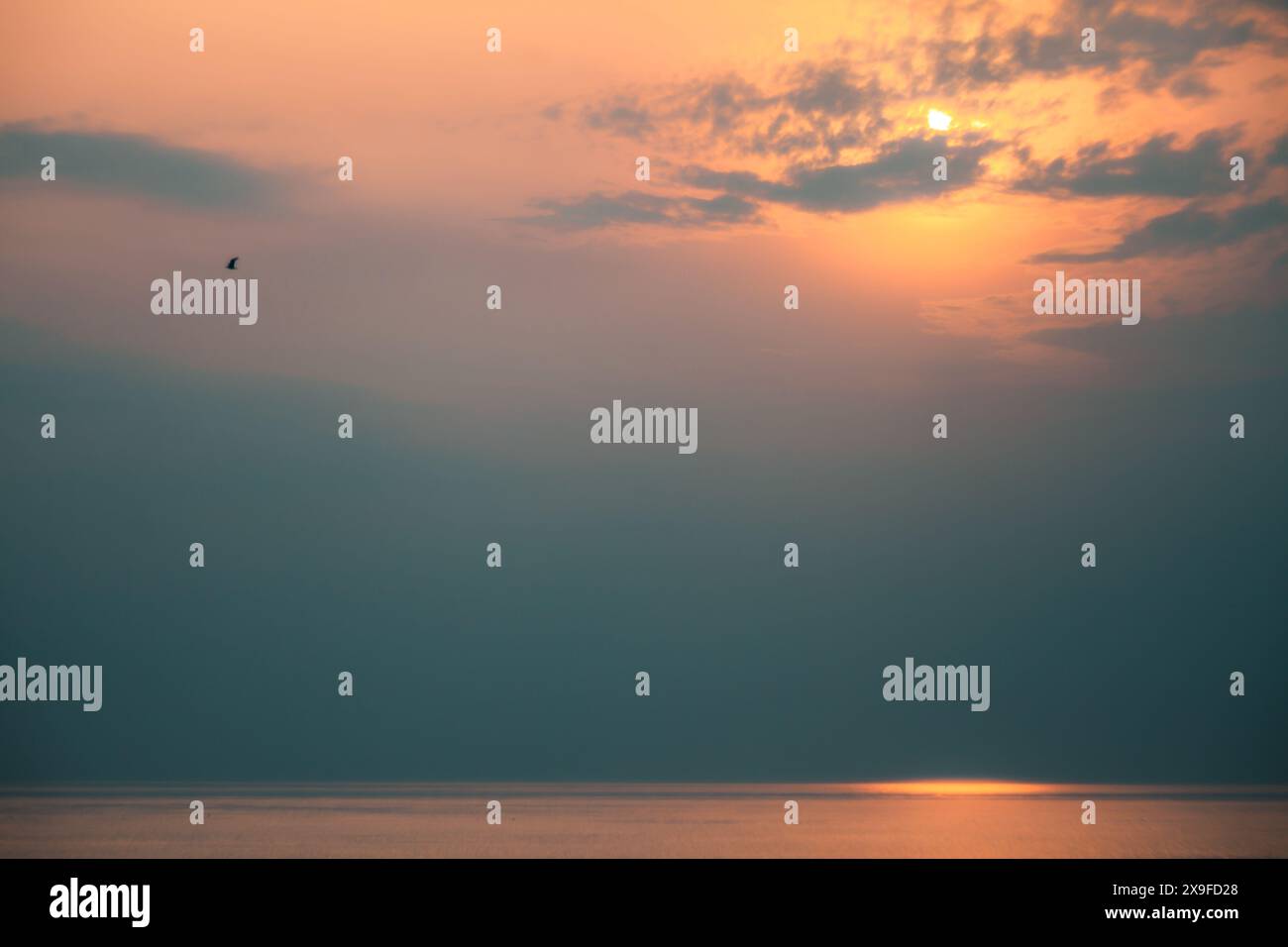 Fernvogel, der bei Sonnenuntergang über die Ostsee fliegt, Litauen Stockfoto