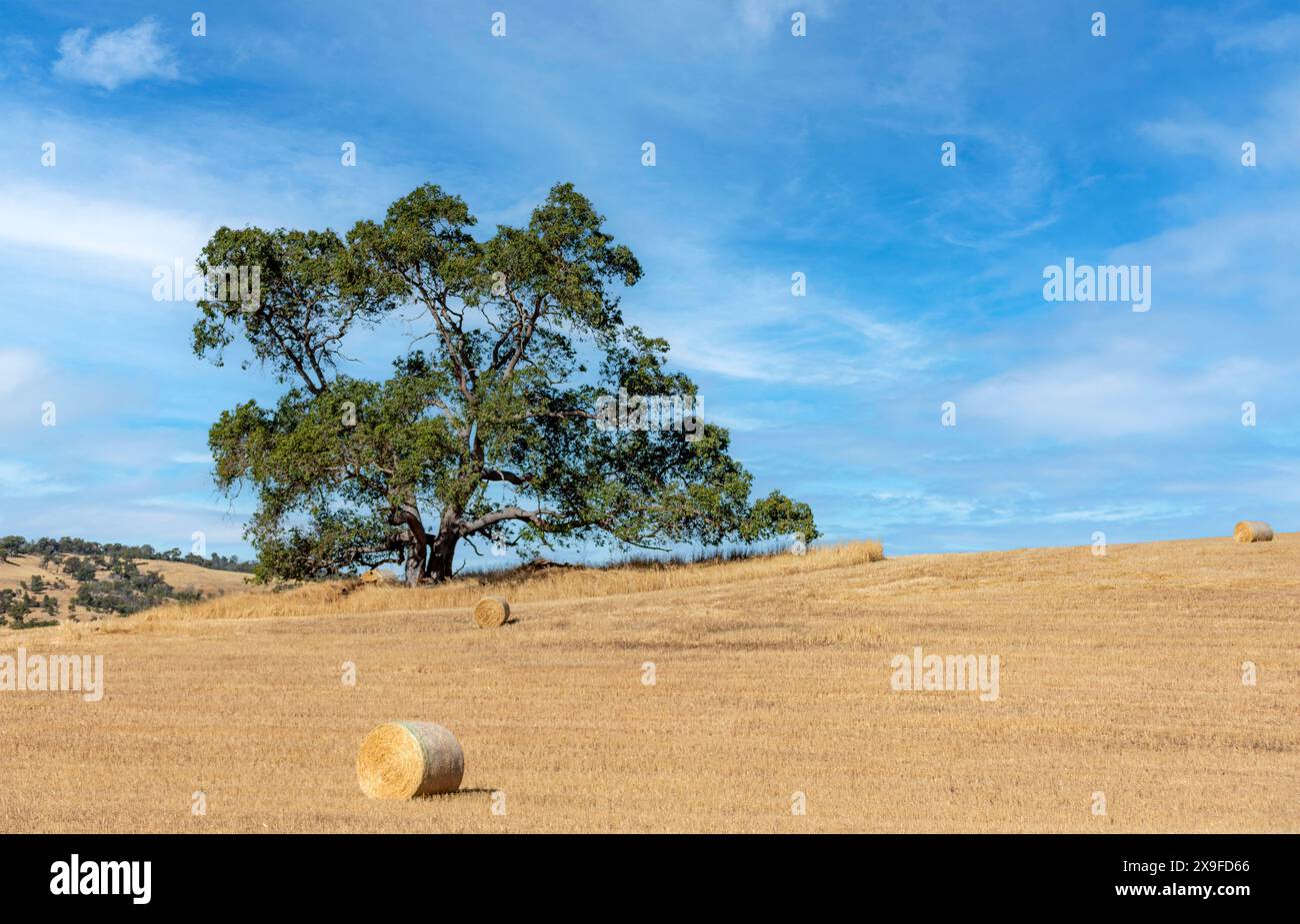 Einsamer Baum auf einem Feld mit aufgerollten Heuballen auf einem landwirtschaftlichen Feld, Western Australia, Australien Stockfoto