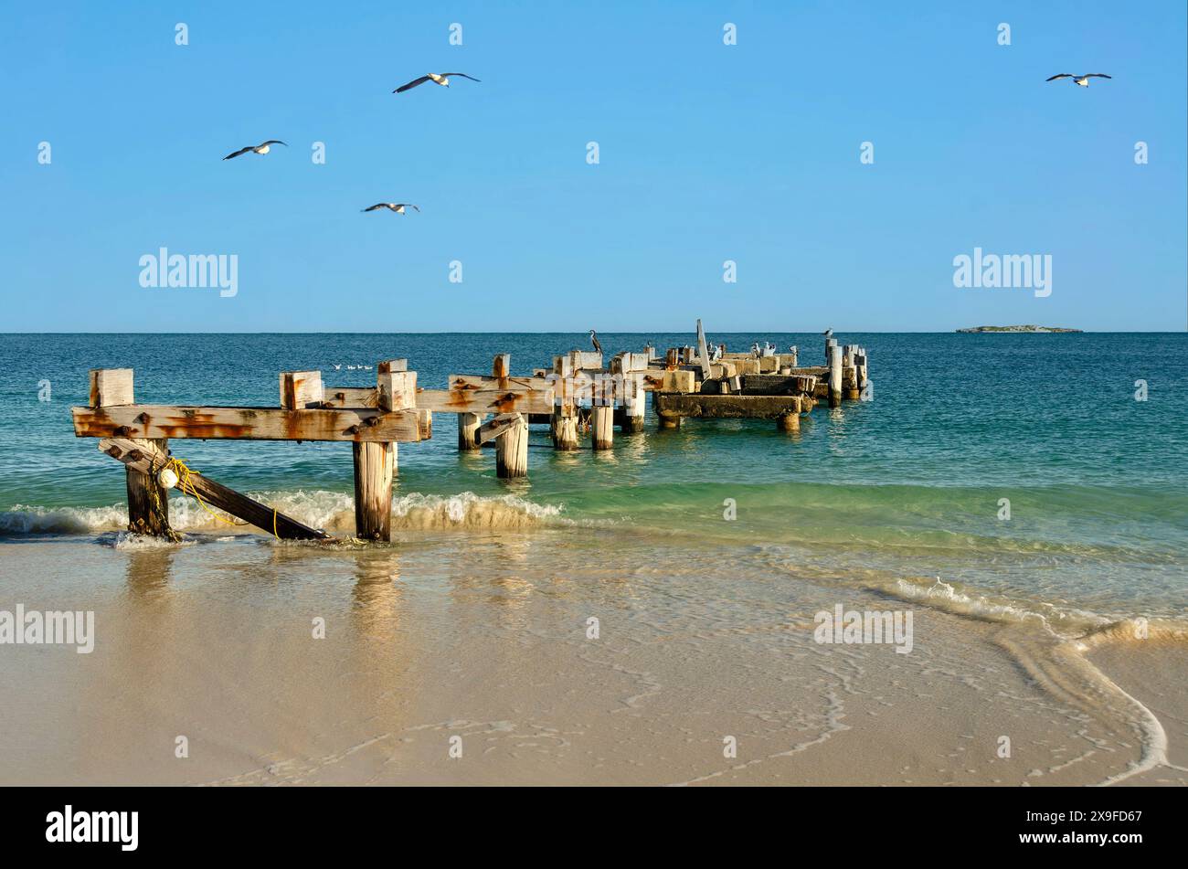 Möwen fliegen über die ursprüngliche Ruine der Jurien Bay Jetty, Jurien Bay, Western Australia, Australien Stockfoto