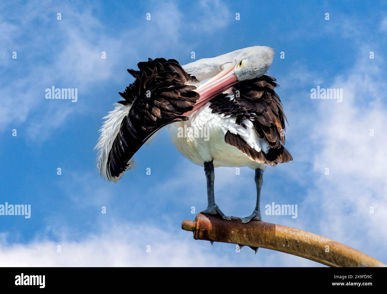 Australischer Pelikan (Pelecanus conspicillatus) auf einem Metallmast, Perth, Western Australia, Australien Stockfoto