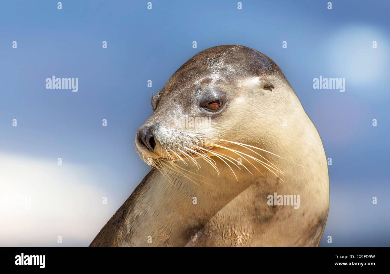 Nahaufnahme eines australischen Seelöwen-Welpen, Australien Stockfoto