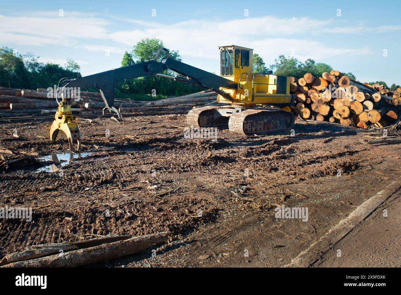 Holzlader, der frisch geschnittene Baumstämme in einer Holzfällerei in den USA aufnimmt Stockfoto
