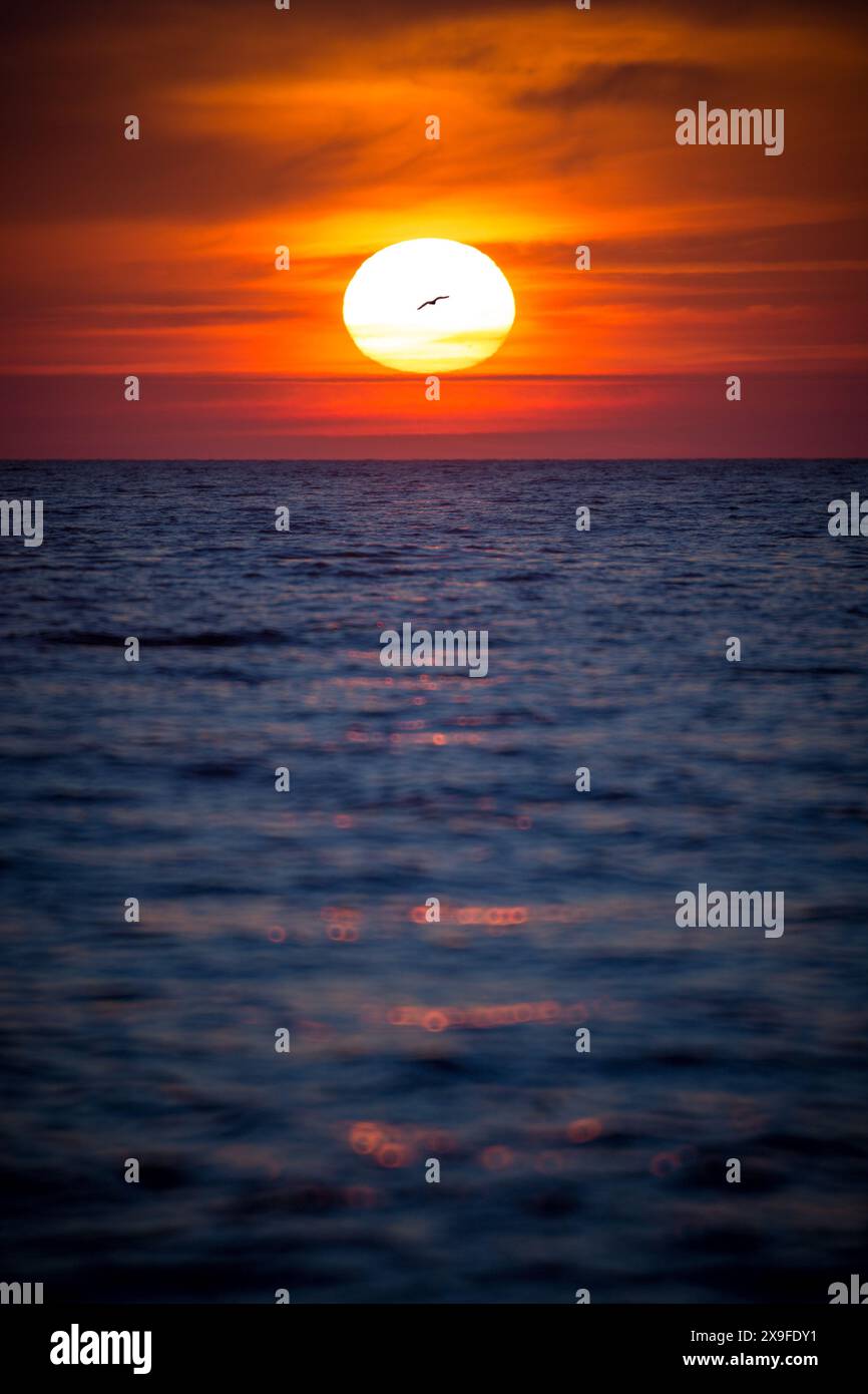 Vogel, der bei Sonnenuntergang an der untergehenden Sonne über der Ostsee vorbeifliegt, Litauen Stockfoto