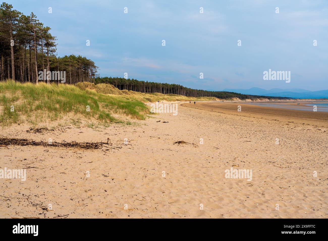 Newbourgh Llanddwyn Anglesey. Ruhiger Strand mit Sandstrand, grasbewachsenen Dünen und fernen Wäldern unter einem klaren blauen Himmel. Stockfoto