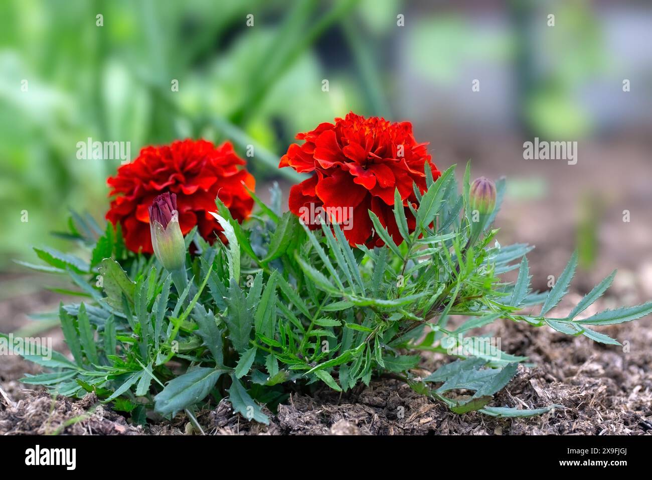 Nahaufnahme von Blumen der französischen Ringelblume (unbekannte Sorte), die im Frühsommer als Begleitpflanzung in einem Gemüsegarten verwendet wurde Stockfoto