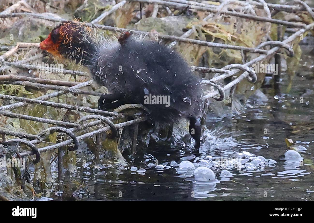 Purfleet Essex, Großbritannien. 31. Mai 2024. Baby Coots, die Wasser im RSPB Rainham Marshes Nature Reserve, Purfleet, Essex – 31. Mai 2024. Quelle: Action Foto Sport/Alamy Live News Stockfoto