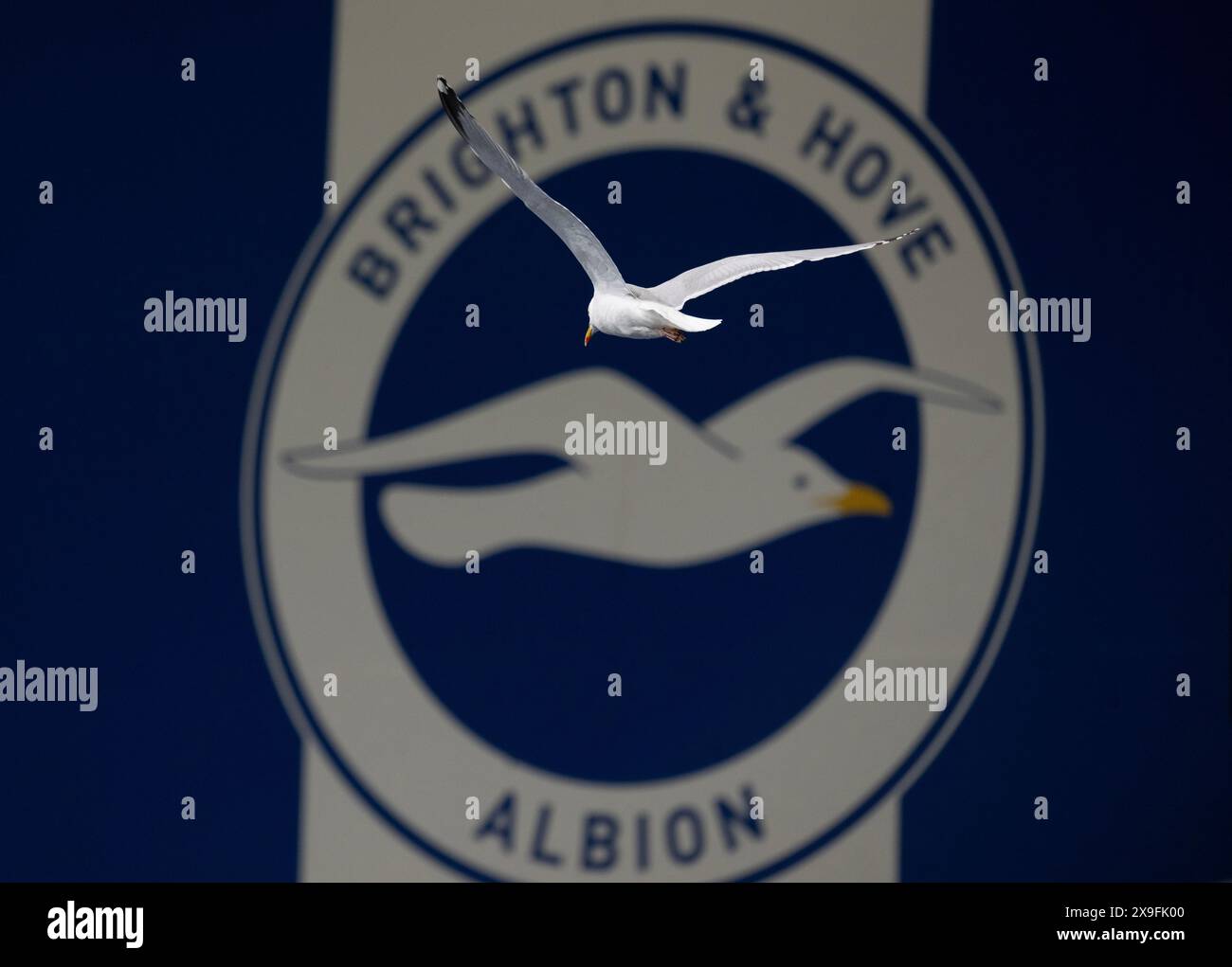 Eine Möwe fliegt vor dem Logo der Fußballmannschaft Brighton und Hove Albion. Stockfoto