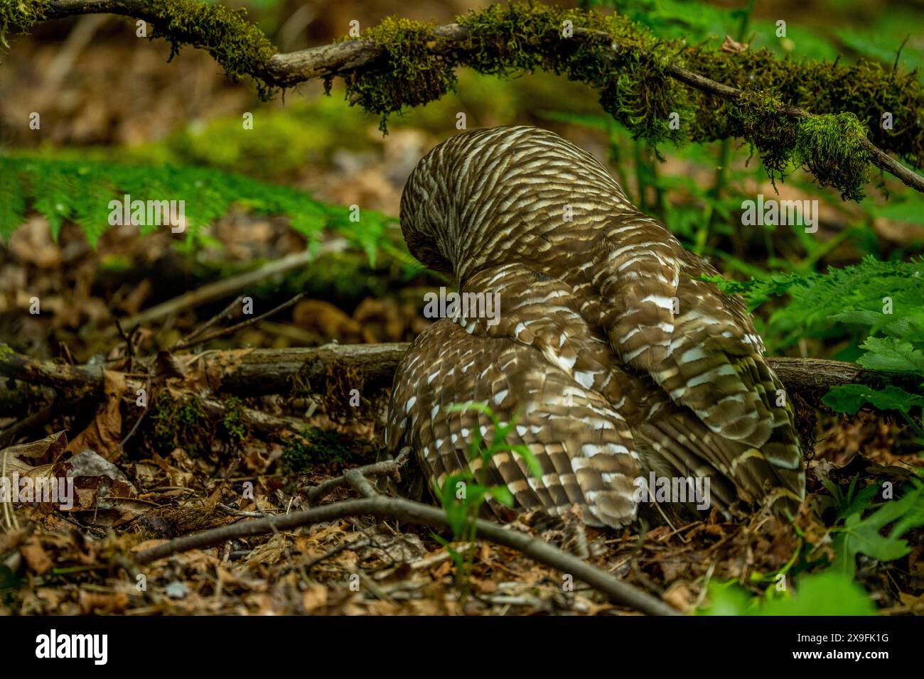 Eine Stacheleule (Strix varia), auch bekannt als nördliche Stacheleule oder Streifeneule, sitzt auf dem Boden in einem Park in Kirkland, Washington State, Uni Stockfoto