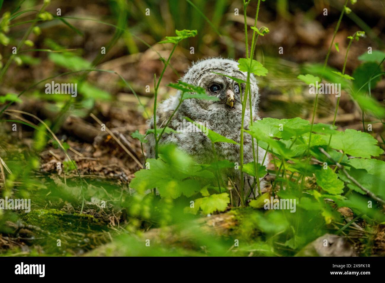 Ein frisch gefletschter Jungeiz (Strix varia), auch bekannt als Nordeiz, Streifeneule, sitzt auf dem Boden, in einem Park in Kirkland, Stockfoto