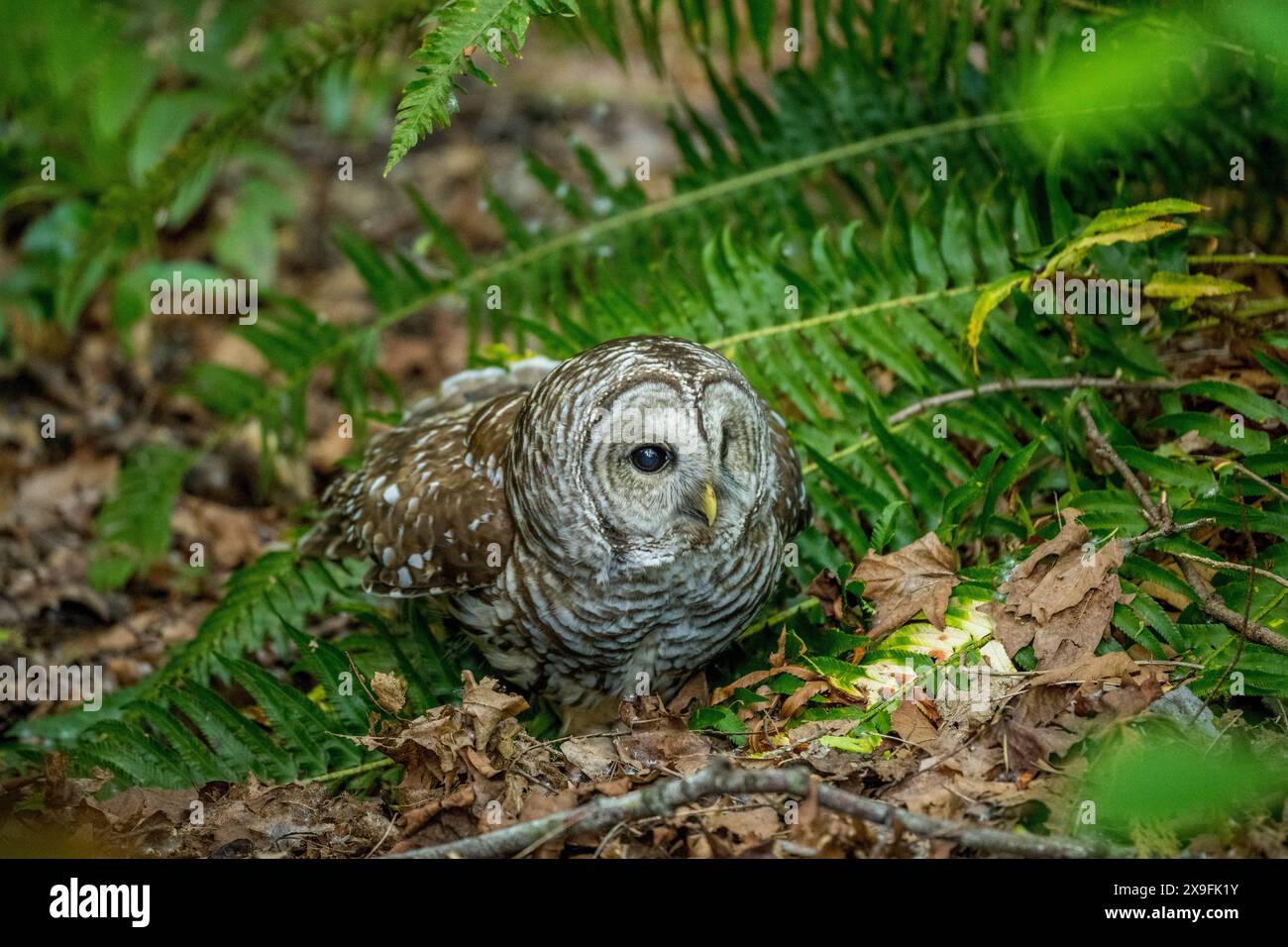 Eine Stacheleule (Strix varia), auch bekannt als nördliche Stacheleule oder Streifeneule, sitzt auf dem Boden in einem Park in Kirkland, Washington State, Uni Stockfoto