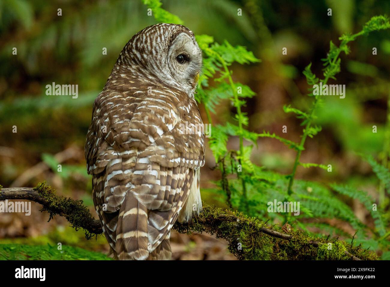 Eine Stacheleule (Strix varia), auch bekannt als nördliche Stacheleule oder Streifeneule, sitzt auf dem Boden in einem Park in Kirkland, Washington State, Uni Stockfoto