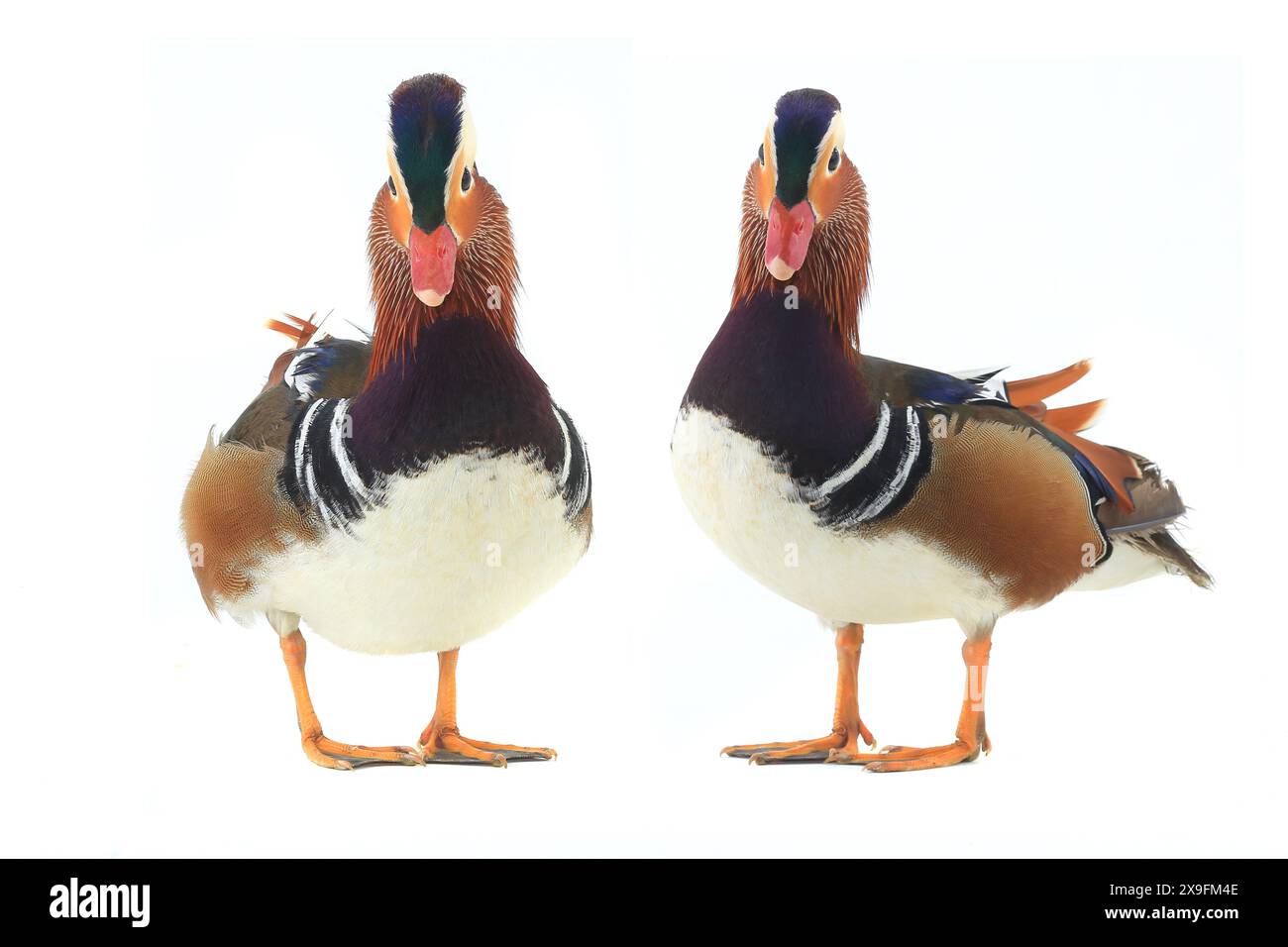 Zwei Enten Mandarine auf weißem Hintergrund. studio Stockfoto