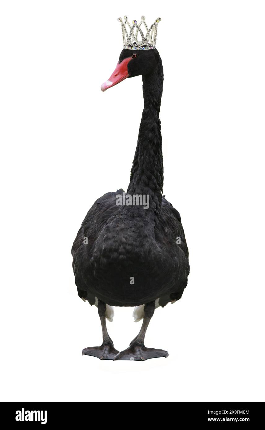 Krone und schwarzer Schwan isoliert auf weißem Hintergrund Stockfoto