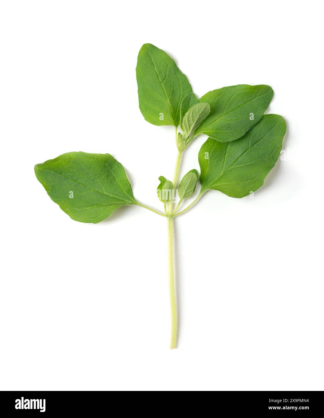 Frischer Oregano-Zweig, auch wilder Marjoram genannt, ganzer Ast von Origanum vulgare. Ein kulinarisches Kraut der italienischen Küche. Stockfoto