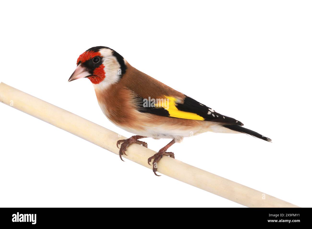 goldfinch isoliert auf weißem Hintergrund Stockfoto
