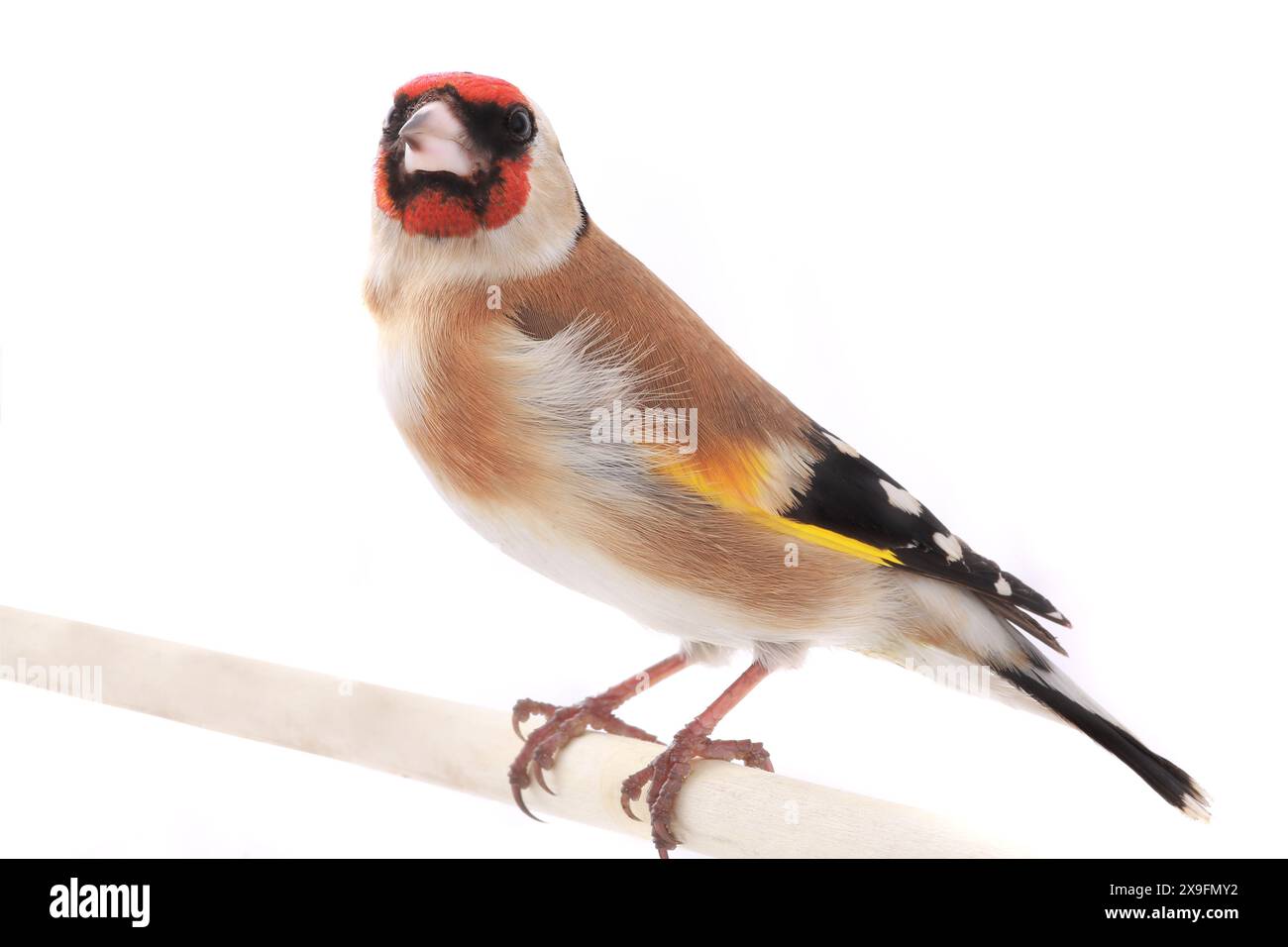 goldfinch isoliert auf weißem Hintergrund Stockfoto