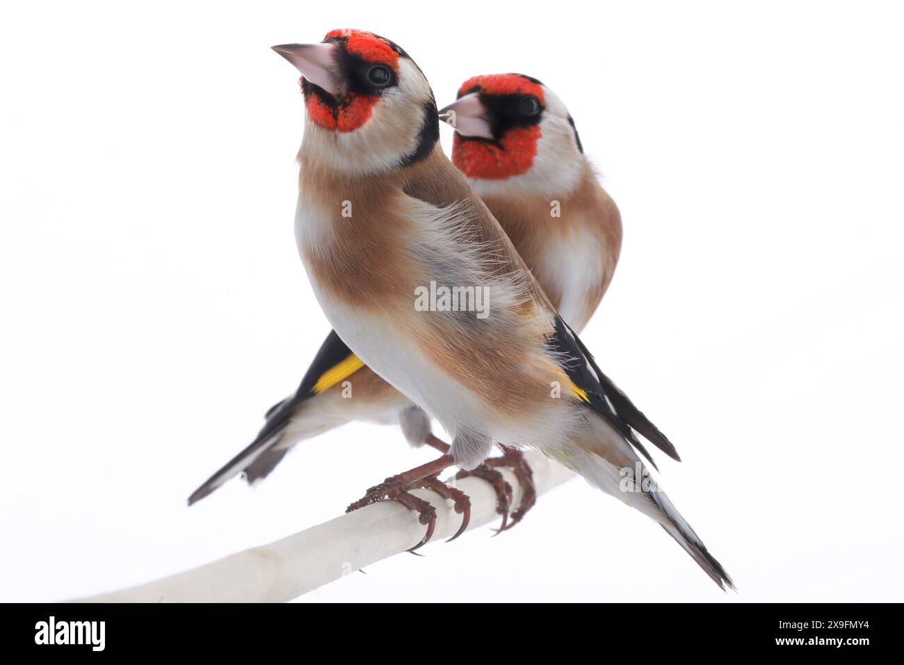 Weiblicher Goldfink isoliert auf weißem Hintergrund Stockfoto