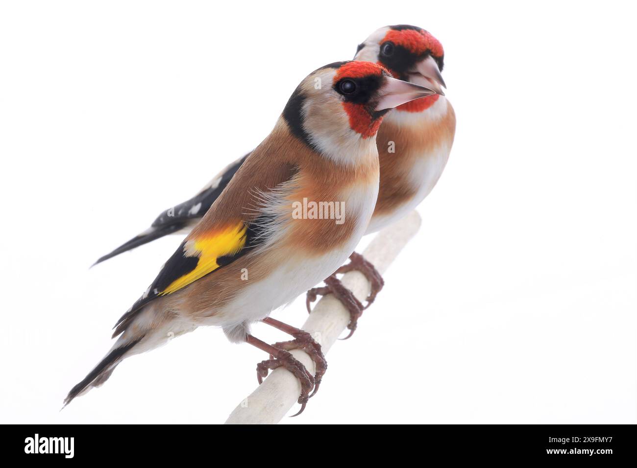Weiblicher Goldfink isoliert auf weißem Hintergrund Stockfoto