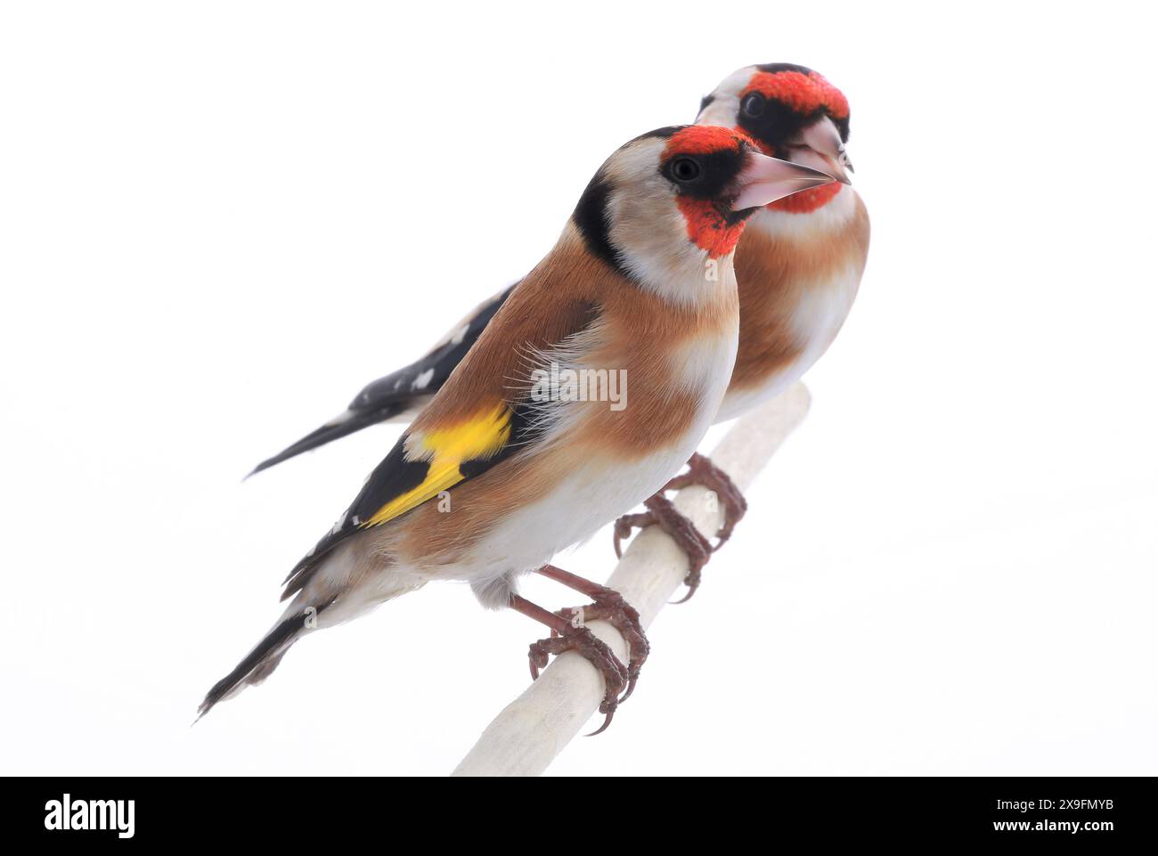 Weiblicher Goldfink isoliert auf weißem Hintergrund Stockfoto