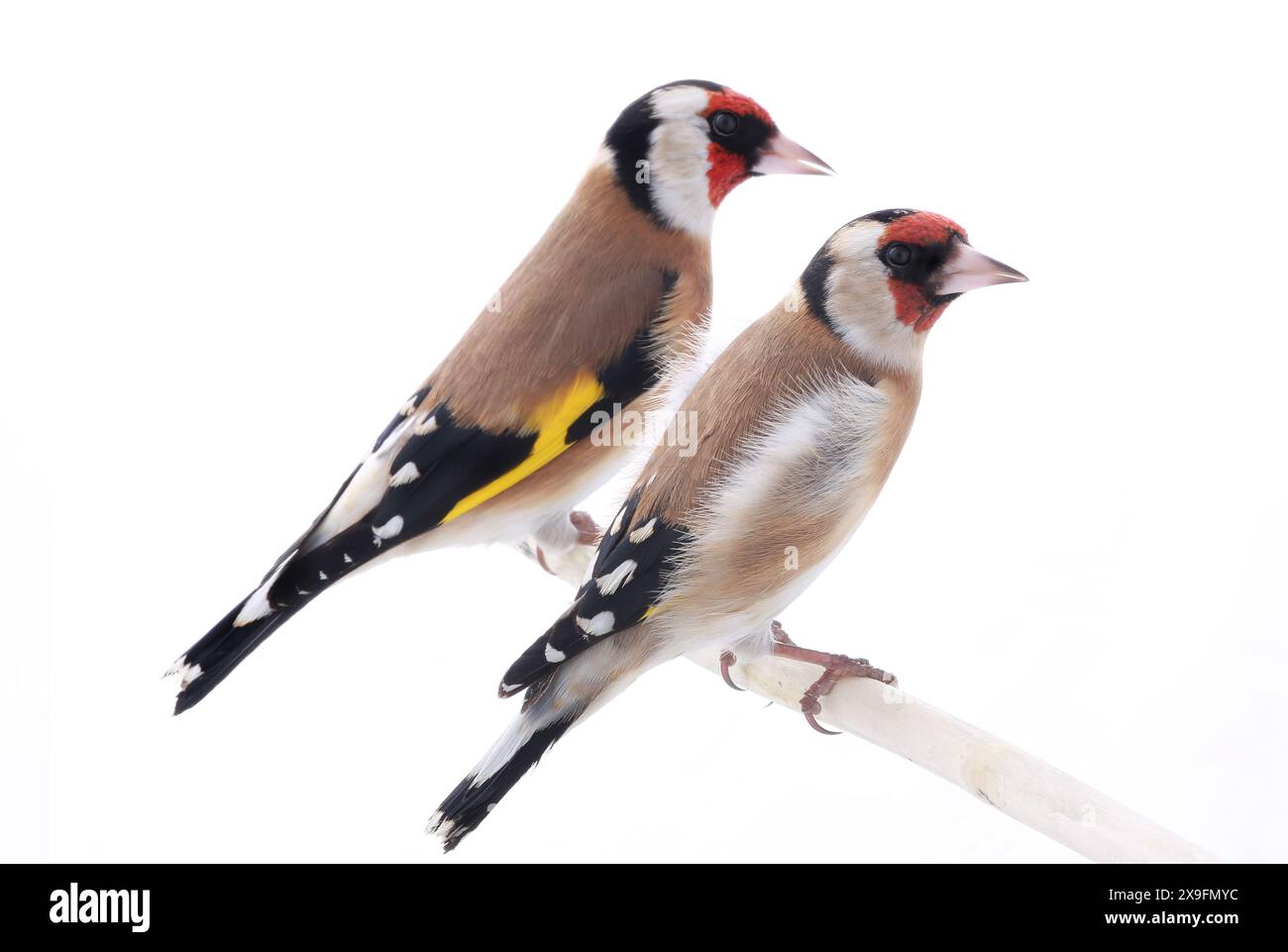 Weiblicher Goldfink isoliert auf weißem Hintergrund Stockfoto