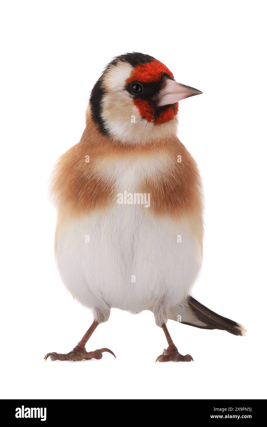 goldfinch isoliert auf weißem Hintergrund Stockfoto