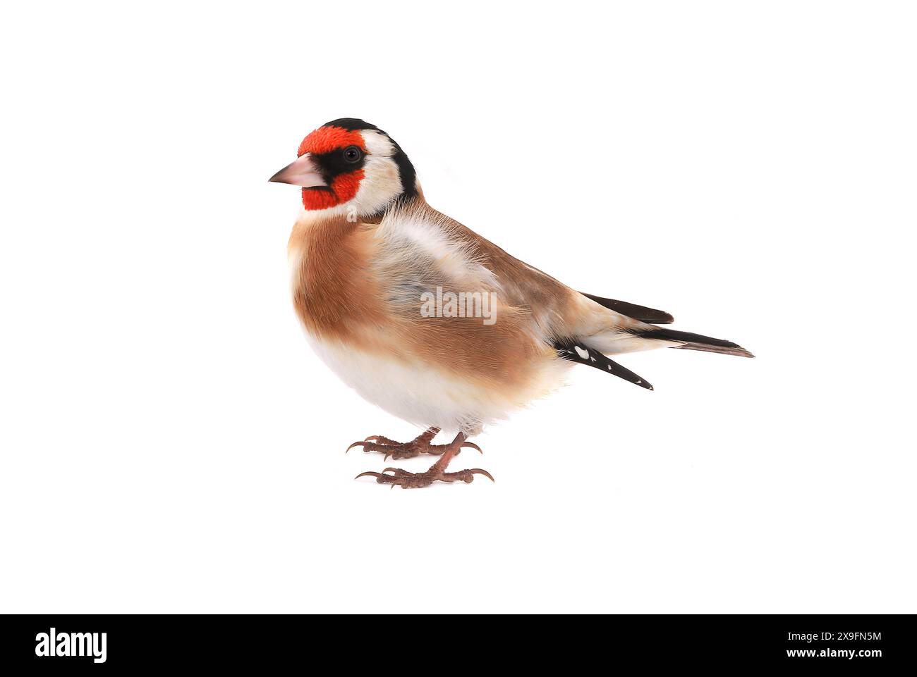 goldfinch isoliert auf weißem Hintergrund Stockfoto