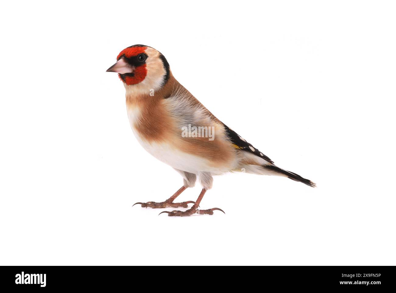 goldfinch isoliert auf weißem Hintergrund Stockfoto