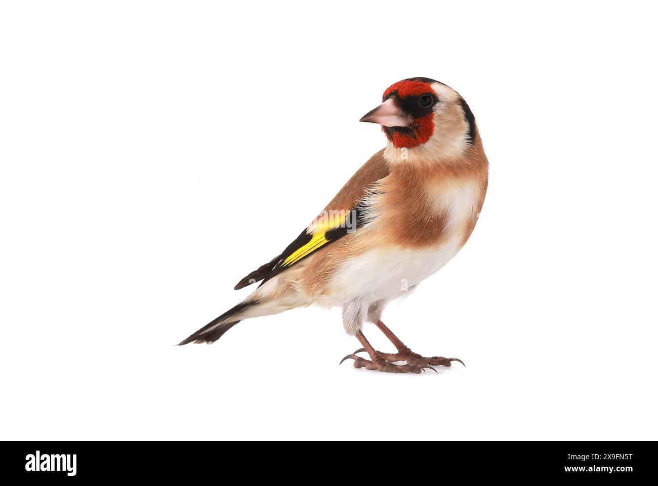 goldfinch isoliert auf weißem Hintergrund Stockfoto