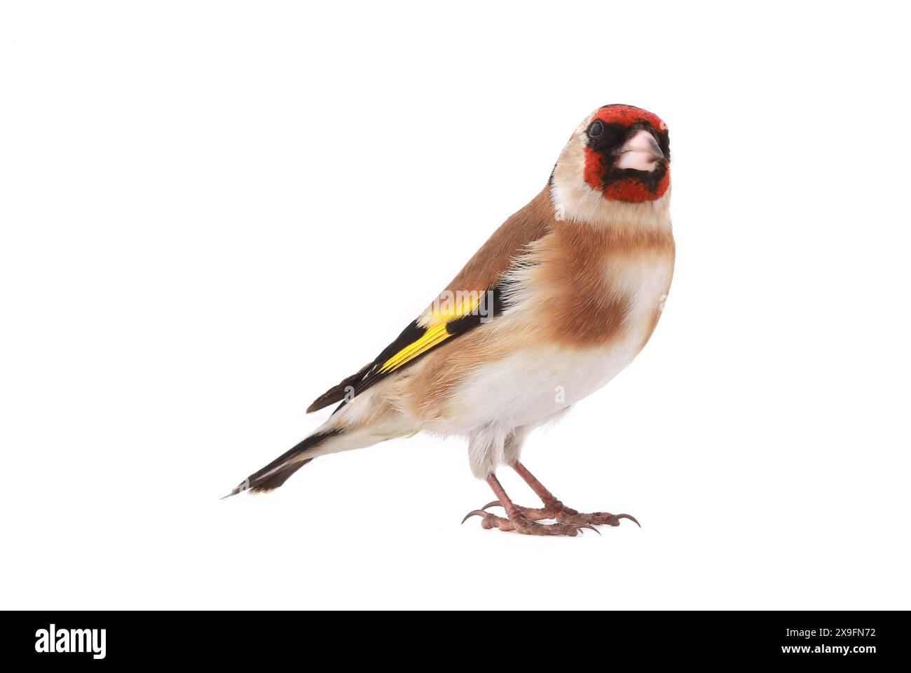 goldfinch isoliert auf weißem Hintergrund Stockfoto