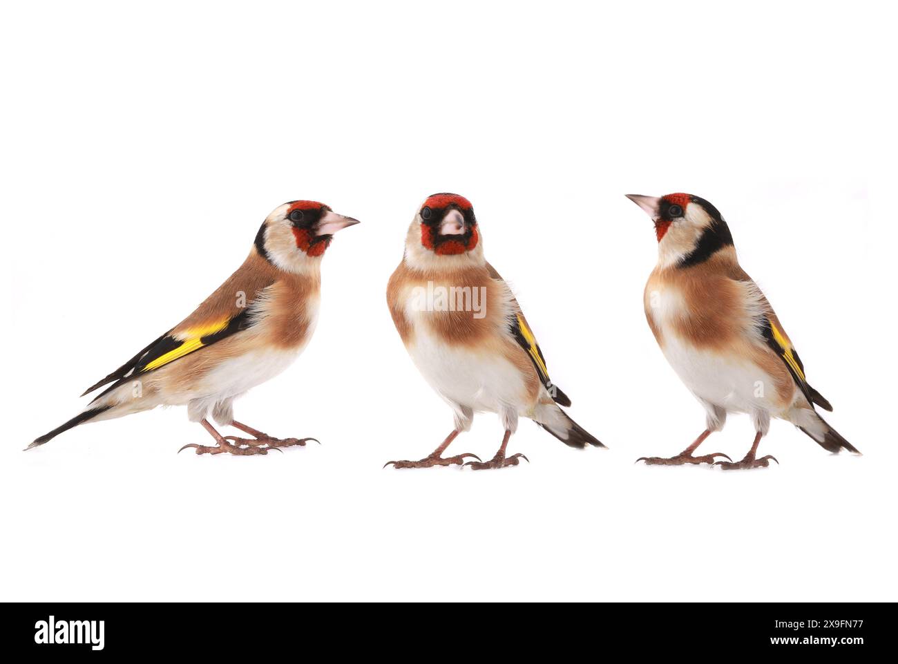 goldfinch isoliert auf weißem Hintergrund Stockfoto