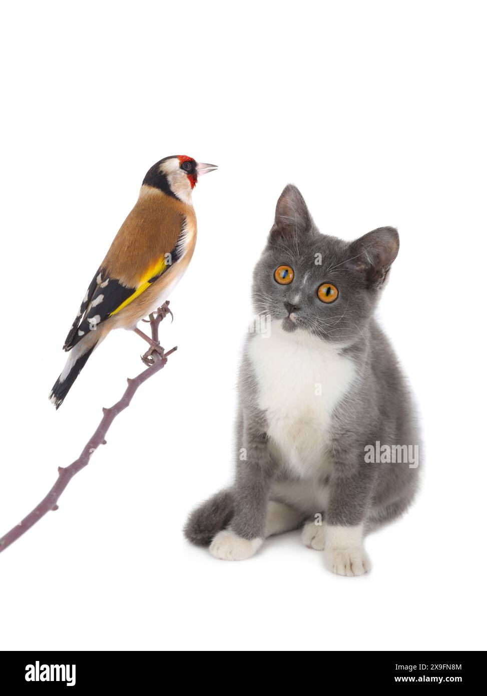 goldfinch und Kätzchen isoliert auf weißem Hintergrund Stockfoto