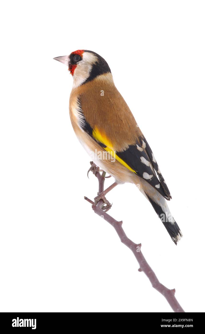 goldfinch isoliert auf weißem Hintergrund Stockfoto