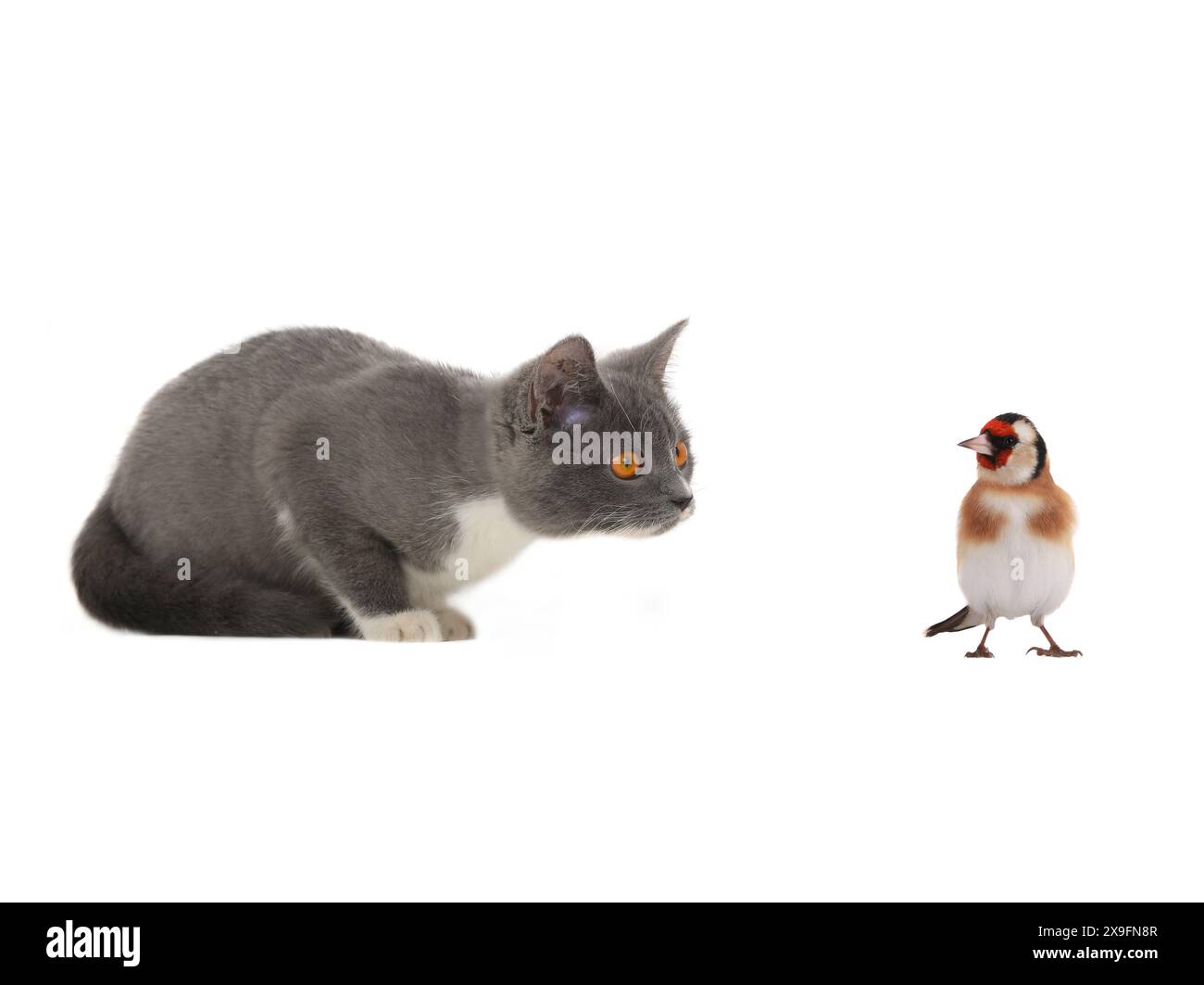 goldfinch und Kätzchen isoliert auf weißem Hintergrund Stockfoto