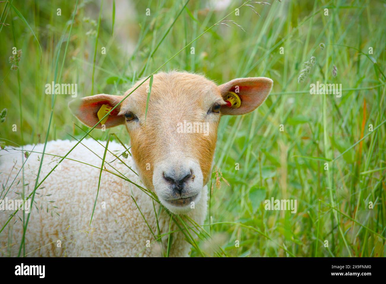 Porträt eines weißen Schafes, Leineschaf in Göttingen, deutschland, alte Rasse Stockfoto