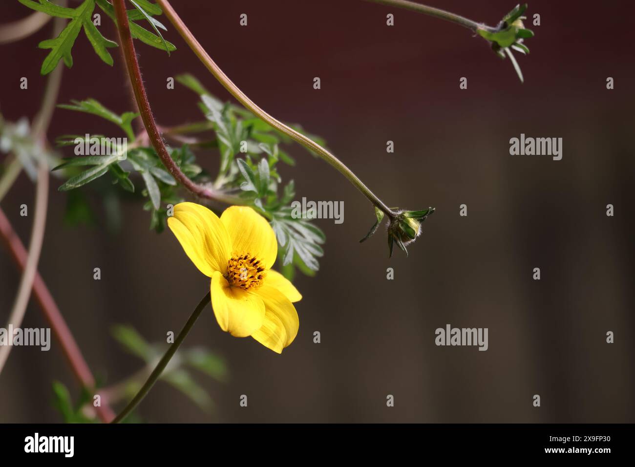 Dunkelgelbe, sonnige Blüte mit buttrigen, gebürsteten Blättern an einem einzigen Stiel. Atemberaubend Stockfoto