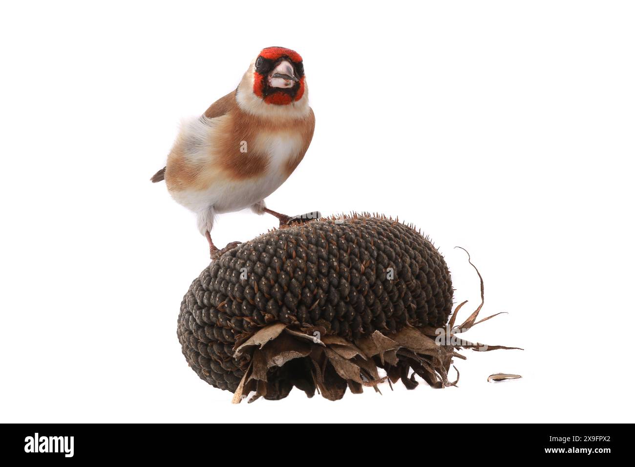 goldfink-Sonnenblumensamen isoliert auf weißem Hintergrund Stockfoto