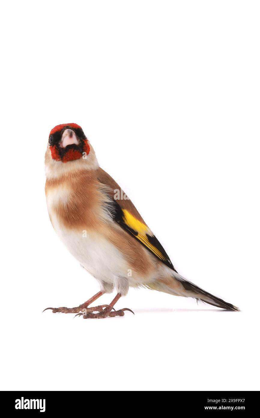 goldfinch isoliert auf weißem Hintergrund Stockfoto