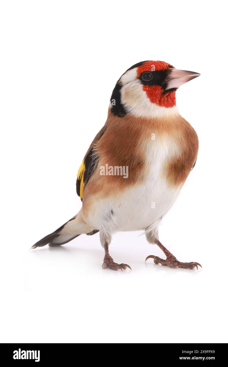 goldfinch isoliert auf weißem Hintergrund Stockfoto