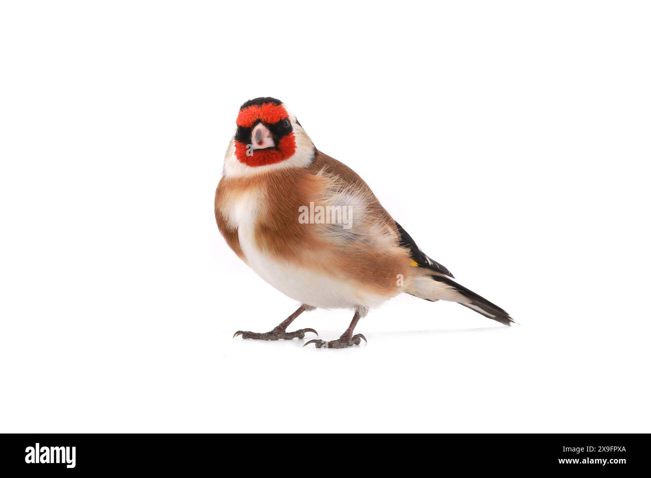 goldfinch isoliert auf weißem Hintergrund Stockfoto