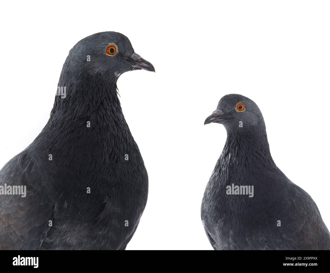 Schwarze Tauben isoliert auf weißem Hintergrund Stockfoto Schwarze Tauben isoliert auf weißem Hintergrund Stockfoto