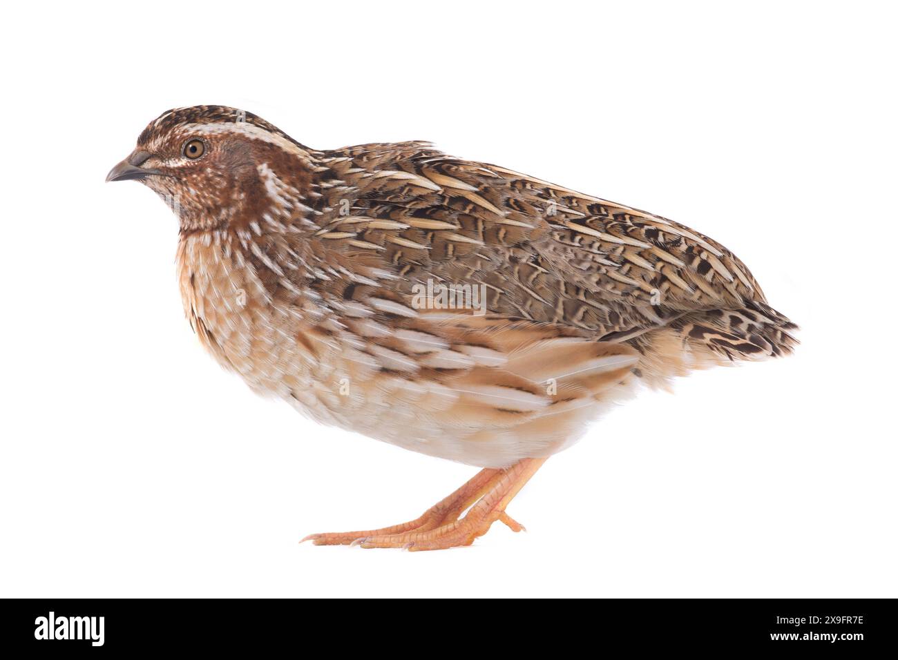 Wilde Wachteln ( Coturnix coturnix) isoliert auf weißem Hintergrund in Studioaufnahme Stockfoto